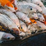 Karpie koi Doitsu: Czym różnią się ryby bezłuskie od ułuszczonych?